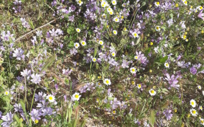 Carta abierta a Itzik Horn